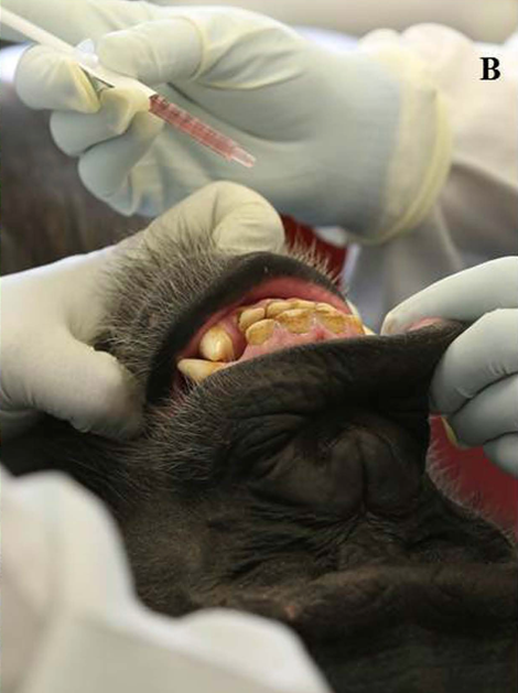 A sedated chimp being administered the oral vaccine at the New Iberia Research Center. (Image: Peter D. Walsh et al., 2017)